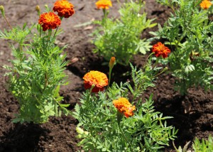 花植え