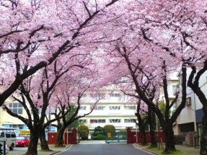 桜